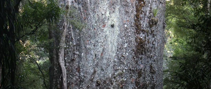 a large rock in the middle of a forest